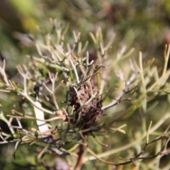 Petrophile sessilis at Mongarlowe, NSW - 27 May 2023