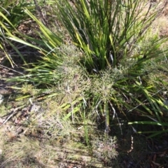 Petrophile sessilis at Mongarlowe, NSW - 27 May 2023