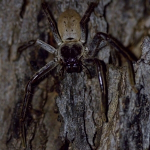 Isopeda sp. (genus) at Florey, ACT - suppressed