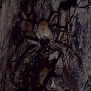 Isopeda sp. (genus) at Florey, ACT - suppressed