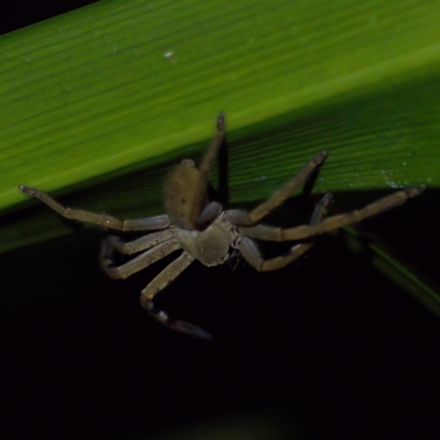 Neosparassus calligaster (Beautiful Badge Huntsman) at Florey, ACT - 12 May 2023 by KorinneM