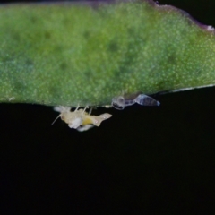 Aphididae (family) at Florey, ACT - 14 May 2023 by KorinneM