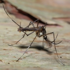 Toxorhynchites speciosis (Giant Mosquito) at Alexandra Hills, QLD - 22 Apr 2023 by TimL