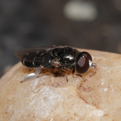 Unverified True fly (Diptera) at  - suppressed by TimL