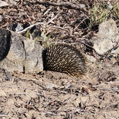 Tachyglossus aculeatus (Short-beaked Echidna) at The Pinnacle - 27 May 2023 by sangio7