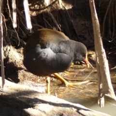 Gallinula tenebrosa (Dusky Moorhen) at Berrima, NSW - 16 May 2023 by Curiosity