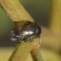 Ditropidus sp. (genus) (Leaf beetle) at O'Connor, ACT - 12 Mar 2023 by ConBoekel