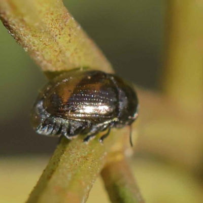 Ditropidus sp. (genus) (Leaf beetle) at O'Connor, ACT - 12 Mar 2023 by ConBoekel