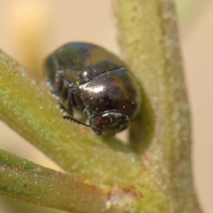 Ditropidus sp. (genus) at O'Connor, ACT - 12 Mar 2023