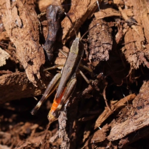 Macrotona securiformis at O'Connor, ACT - 12 Mar 2023 12:13 PM