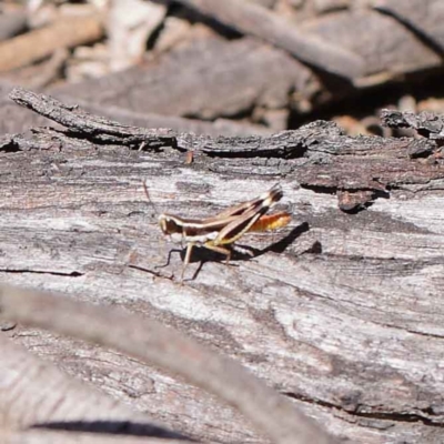 Macrotona securiformis (Inland Macrotona) at O'Connor, ACT - 12 Mar 2023 by ConBoekel