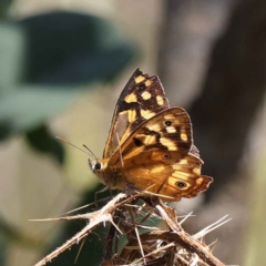 Heteronympha paradelpha (Spotted Brown) at O'Connor, ACT - 12 Mar 2023 by ConBoekel