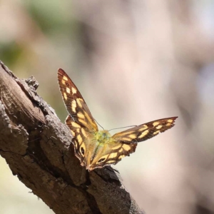 Heteronympha paradelpha at O'Connor, ACT - 12 Mar 2023