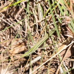 Acrida conica (Giant green slantface) at O'Connor, ACT - 12 Mar 2023 by ConBoekel