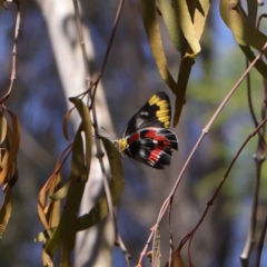 Delias harpalyce (Imperial Jezebel) at O'Connor, ACT - 12 Mar 2023 by ConBoekel