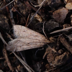 Eudonia cleodoralis at O'Connor, ACT - 12 Mar 2023 11:30 AM