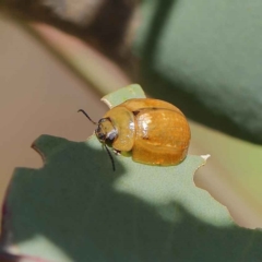 Paropsisterna cloelia (Eucalyptus variegated beetle) at O'Connor, ACT - 12 Mar 2023 by ConBoekel