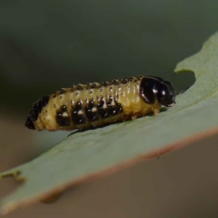 Paropsis atomaria (Eucalyptus leaf beetle) at O'Connor, ACT - 12 Mar 2023 by ConBoekel