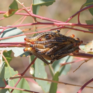 Pergidae sp. (family) at O'Connor, ACT - 12 Mar 2023