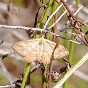 Scopula rubraria at O'Connor, ACT - 12 Mar 2023 11:44 AM