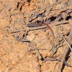 Morethia boulengeri (Boulenger's Skink) at O'Connor, ACT - 12 Mar 2023 by ConBoekel