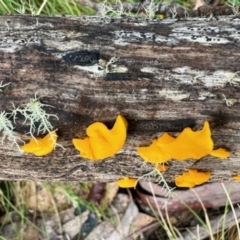 Unverified Fungus at Cotter River, ACT - 27 May 2023 by KMcCue