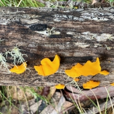 Unidentified Fungus at Cotter River, ACT - 27 May 2023 by KMcCue