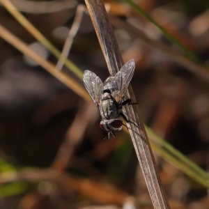 Tachinidae (family) at O'Connor, ACT - 17 Mar 2023