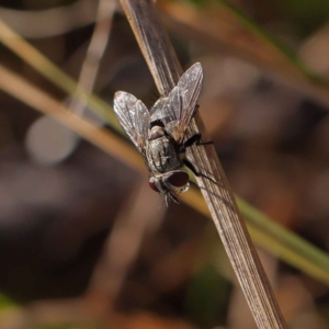 Tachinidae (family) at O'Connor, ACT - 17 Mar 2023