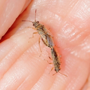 Nysius sp. (genus) at O'Connor, ACT - 17 Mar 2023