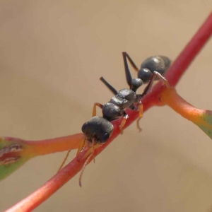 Myrmecia sp., pilosula-group at O'Connor, ACT - 17 Mar 2023