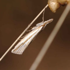 Hednota species near grammellus (Pyralid or snout moth) at O'Connor, ACT - 17 Mar 2023 by ConBoekel