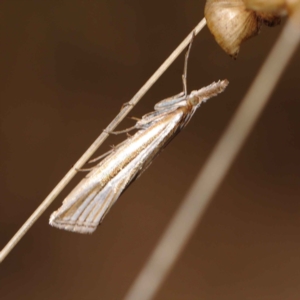 Hednota species near grammellus at O'Connor, ACT - 17 Mar 2023