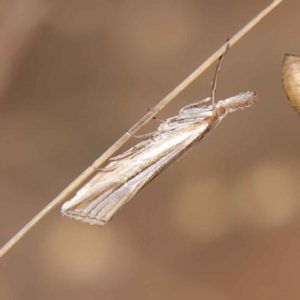 Hednota species near grammellus at O'Connor, ACT - 17 Mar 2023 09:15 AM