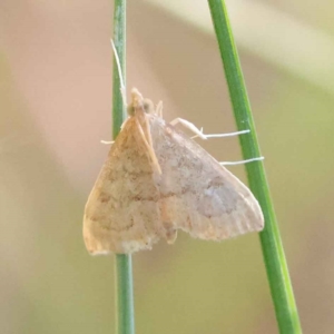 Metasia dicealis at O'Connor, ACT - 17 Mar 2023 09:03 AM