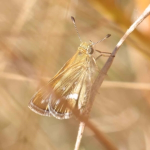 Taractrocera papyria at O'Connor, ACT - 17 Mar 2023