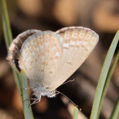 Zizina otis (Common Grass-Blue) at O'Connor, ACT - 17 Mar 2023 by ConBoekel