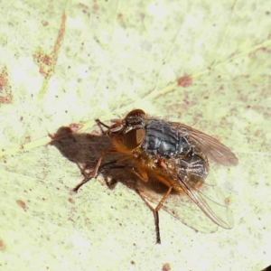 Calliphora sp. (genus) at O'Connor, ACT - 11 May 2023