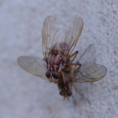 Muscidae (family) (Unidentified muscid fly) at O'Connor, ACT - 22 May 2023 by ConBoekel