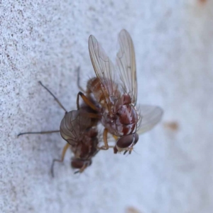 Muscidae (family) at O'Connor, ACT - 22 May 2023 03:29 PM