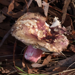 Russula sp. at O'Connor, ACT - 11 May 2023