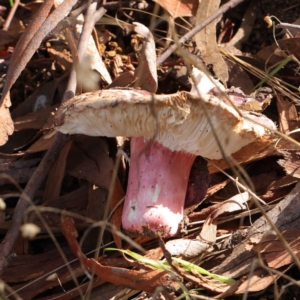 Russula sp. at O'Connor, ACT - 11 May 2023