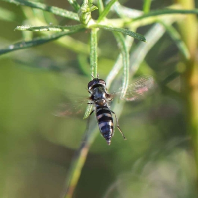 Syrphini sp. (tribe) (Unidentified syrphine hover fly) at O'Connor, ACT - 22 May 2023 by ConBoekel