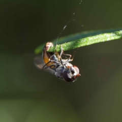 Syrphini sp. (tribe) at O'Connor, ACT - 22 May 2023