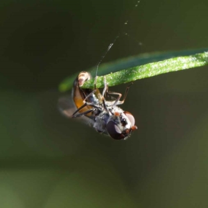 Syrphini sp. (tribe) at O'Connor, ACT - 22 May 2023