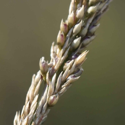 Sporobolus africanus (Parramatta Grass, Rat's Tail Grass) at O'Connor, ACT - 22 May 2023 by ConBoekel