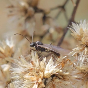 Myrmecia sp. (genus) at O'Connor, ACT - 11 May 2023 11:48 AM