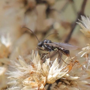 Myrmecia sp. (genus) at O'Connor, ACT - 11 May 2023 11:48 AM