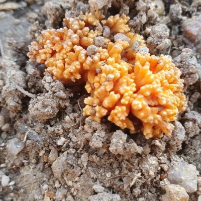 Ramaria sp. (A Coral fungus) at Paddys River, ACT - 27 May 2023 by georgieka