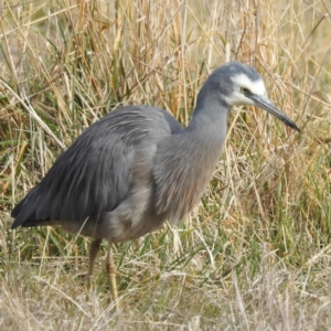 Egretta novaehollandiae at Stromlo, ACT - 28 May 2023 10:24 AM